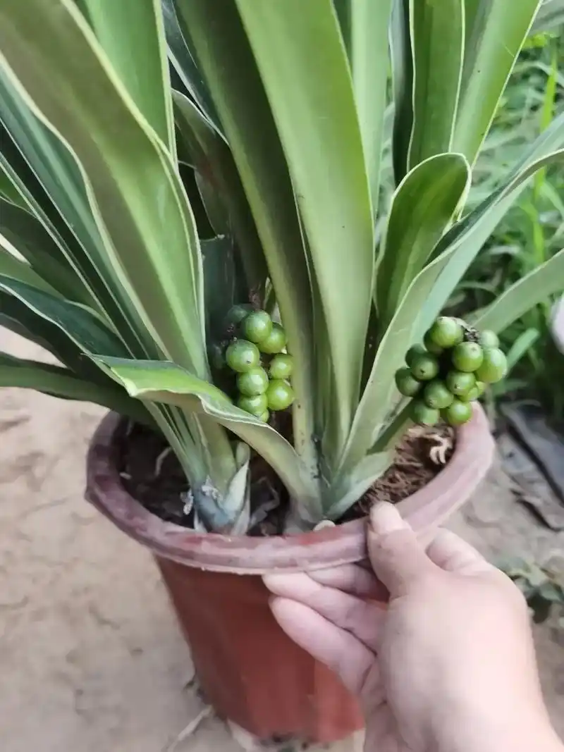 金边万年青四季常青植物#一花一木一世界一叶一树一菩提  - 抖音