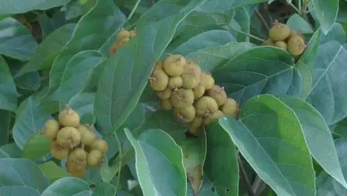 让我们安静一些(石岩枫树果)