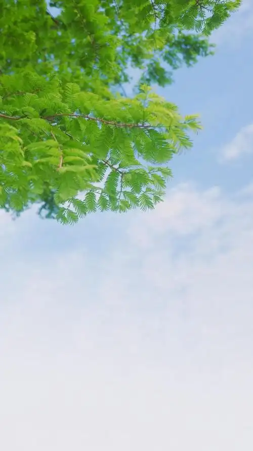 超好看的唯美背景图