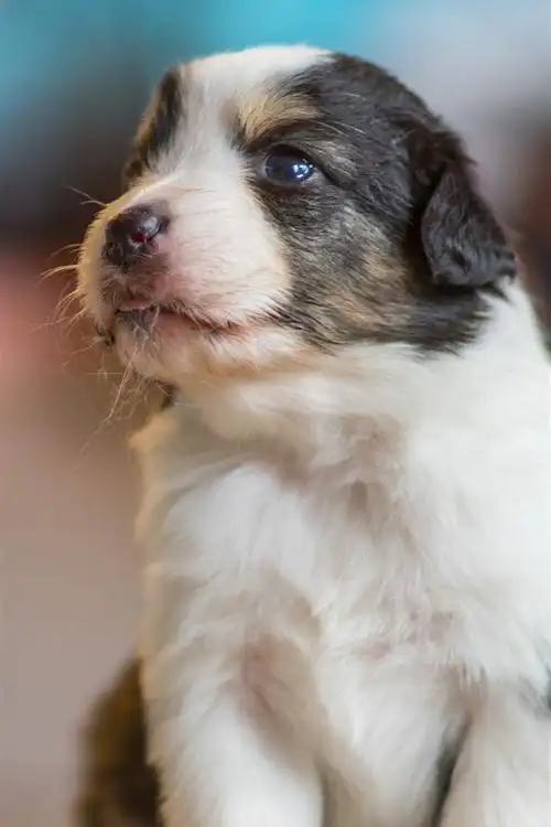 壁纸 澳大利亚牧羊犬,两只小狗 3840x2160 uhd 4k 高清壁纸, 图片