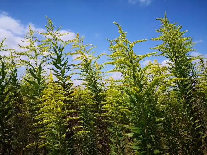 加拿大一枝黄花 (21).jpg