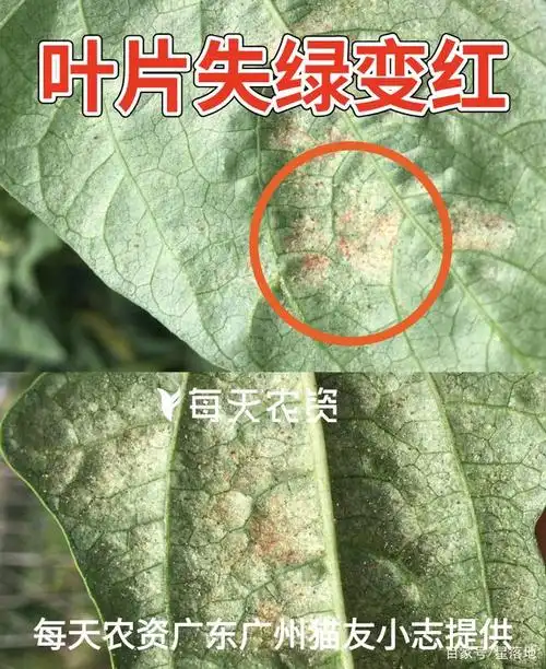 5月高温干旱,红蜘蛛盛发期,这些防治配方,抓紧看!