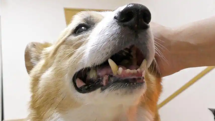 柯基犬看你的大黄牙 多久没刷牙了 笑容再灿烂也不会招人喜欢啊