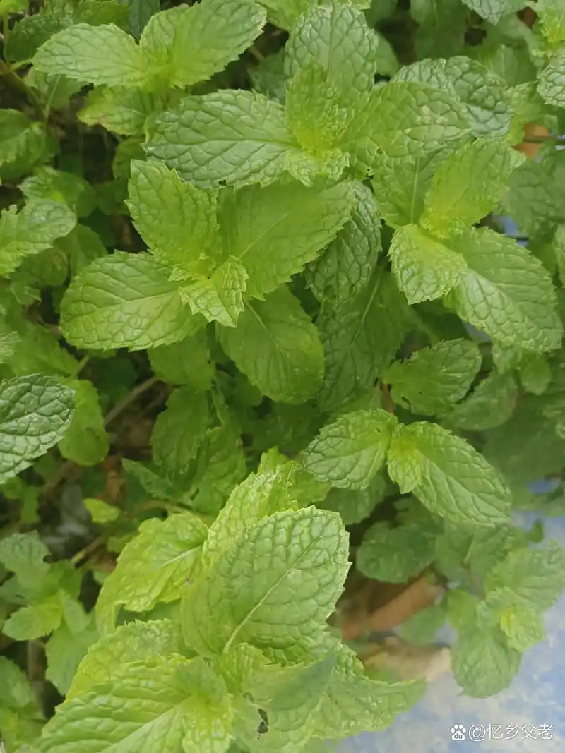 薄荷驱蚊灭蟑螂