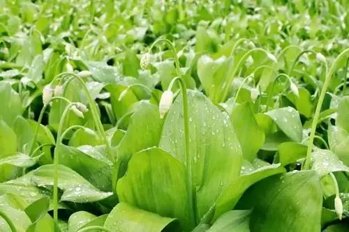 【美文】小令:寒葱赋