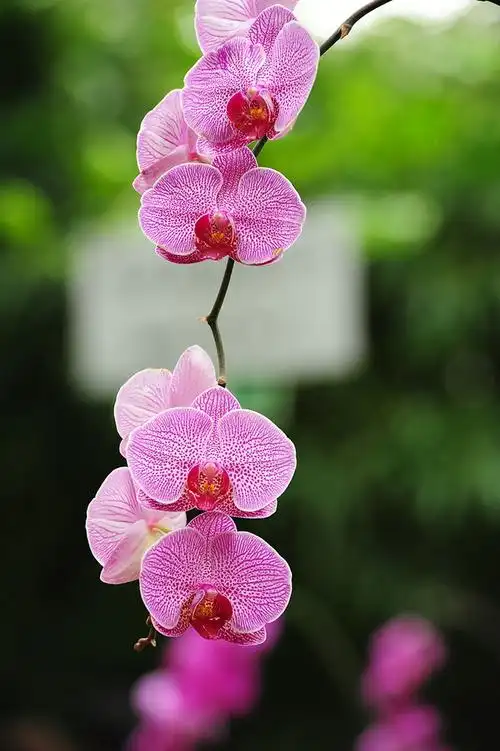 花卉大观园的花朵——娇嫩欲滴