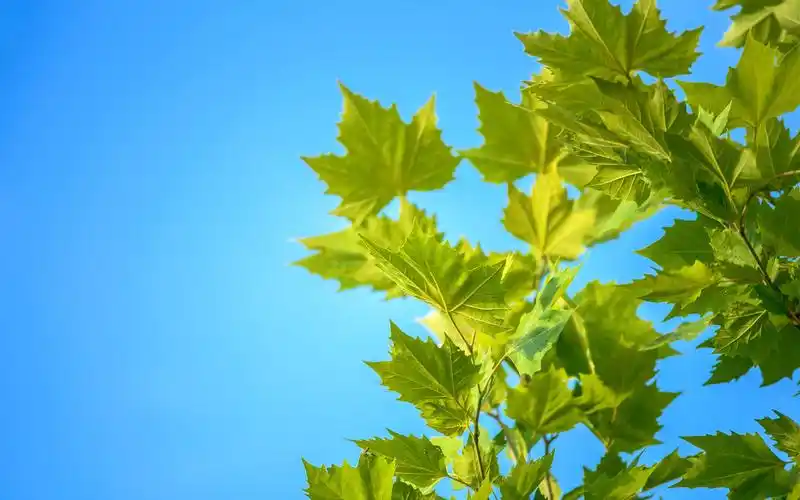 清新护眼绿色枫叶图片桌面壁纸
