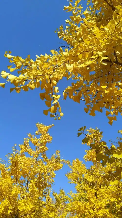 深秋时节最美的景色