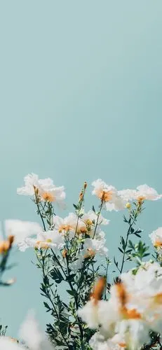 风景壁纸|手机壁纸|iphonex壁纸|聊天背景