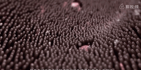 当这些细菌进入到患者的肠道,消化道内后,就会起到治病疗效!