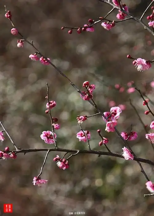 66.照水朱砂梅 "照水梅,花开朵朵向下,而香浓,亦梅中奇品.
