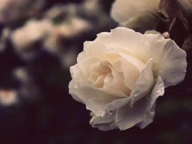 玫瑰花,花卉绿植,花草集,白玫瑰,伤感玫瑰花壁纸图片