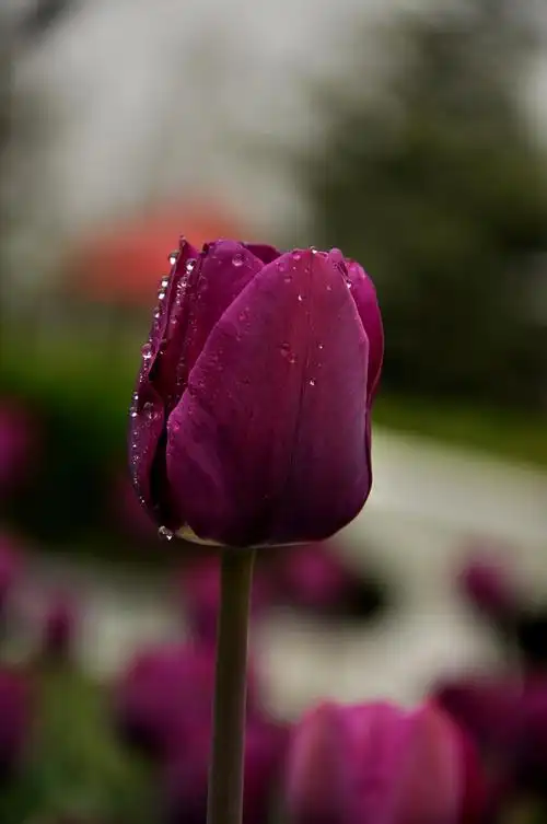 高雅脱俗—郁金香【原创图片】