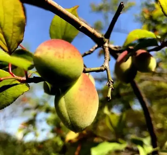 但好些梅树上结下了梅花果实.不大,仅算盘子大小.绿中透红.