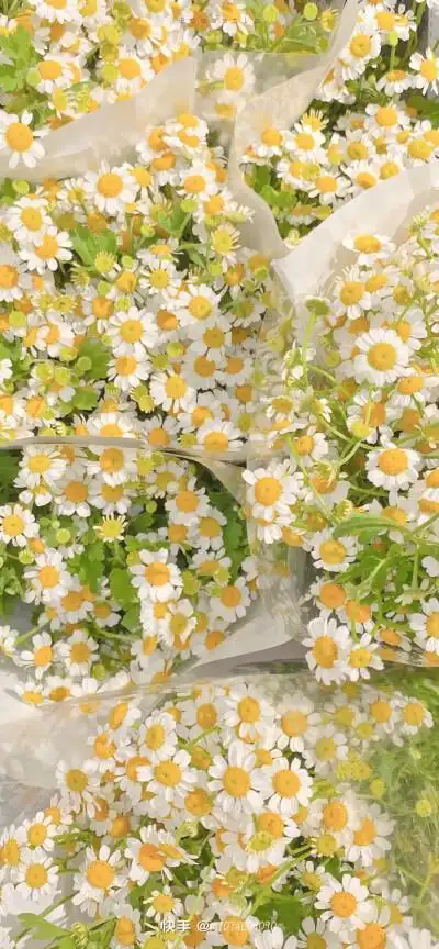 小清新ins壁纸植物