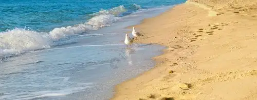 沙滩海鸥和美丽的景宽广照片图片素材