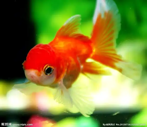 金鱼图片