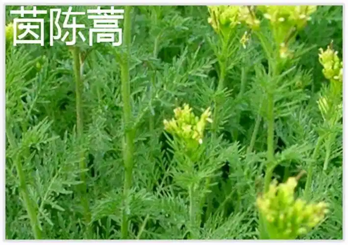 从华佗三试茵陈蒿(茵陈)说起中西医功效