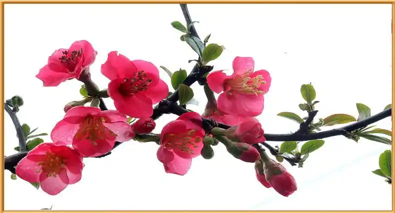 日本海棠花苗盆栽花卉观花植物盆景室内客厅庭院绿植玫瑰阳台z6十二一