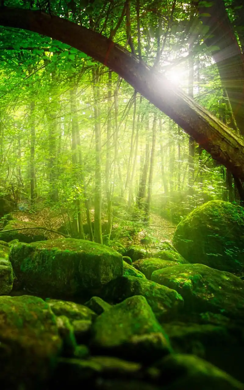 丛林里的阳光小清新高清梦幻手机壁纸