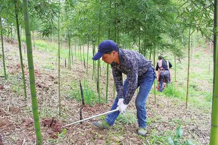 据悉,该基地种植有2065亩雷竹,今年预计采挖15万公斤春笋,通过经销商