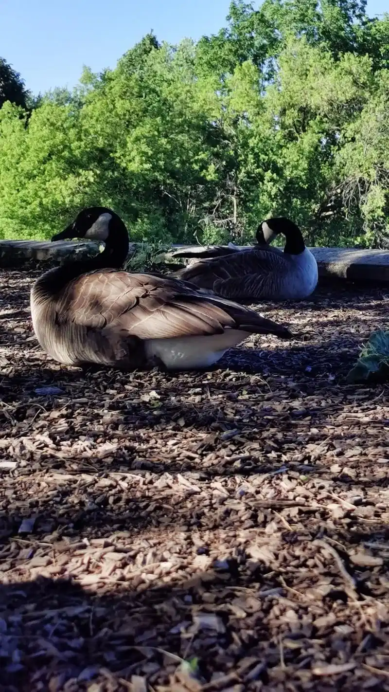 抖音图文来了/加拿大黑雁也叫加拿大鹅  - 抖音