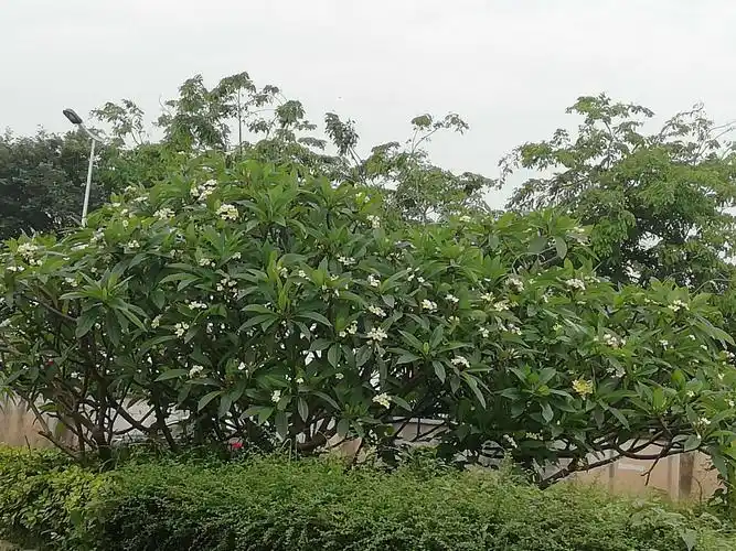 盛开的玉兰花,东莞市花.