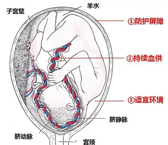 胎儿|羊水|母体_新浪新闻