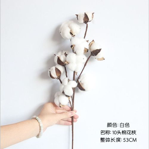 (10头白色天然木棉花)干花束永生花家居摆设干花婚庆摄影拍照道具