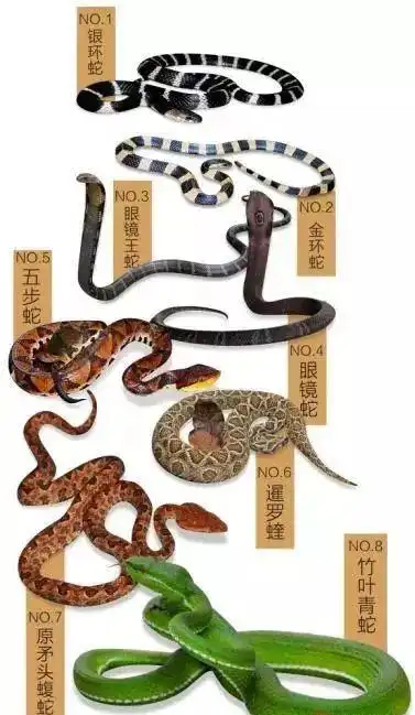 男子挥刀断指保命蛇伤中心紧急救治