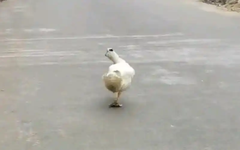 怎样才能像它一样走出六亲不认的步伐呢?