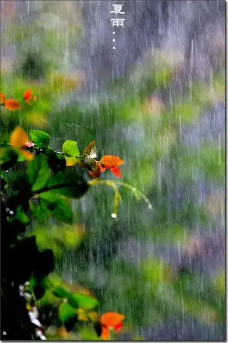 夏雨
