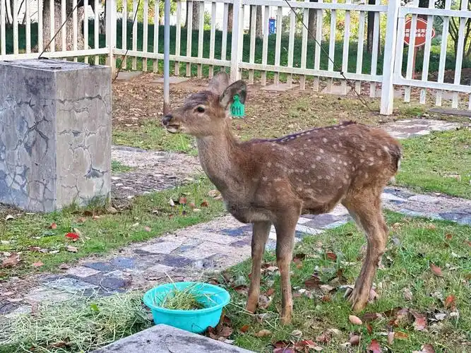 衢州一校园养了"干饭"梅花鹿,网友:又是别人家的学校_腾讯新闻