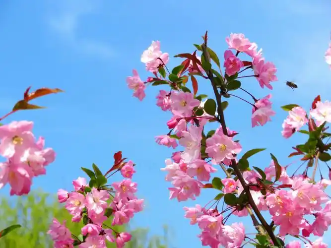 美丽春景 景色宜人 掠影黄兴湖畔~惠南镇金钟园 20180401