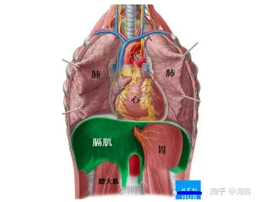 瑜伽解剖膈肌以气行血改善情绪3d呼吸改善腰部和肩颈不适