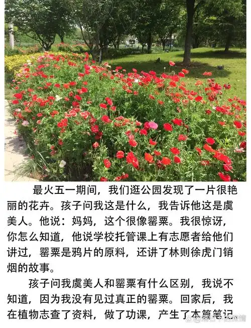 罂粟和虞美人的区别