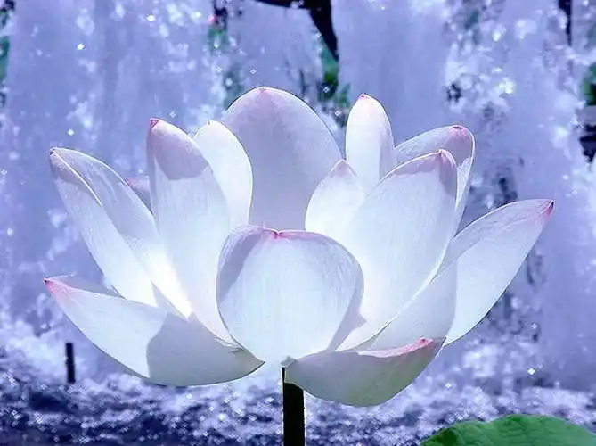 一树一菩提 一土一如来 一方一净土 一笑一尘缘 一念一清净  心是莲花