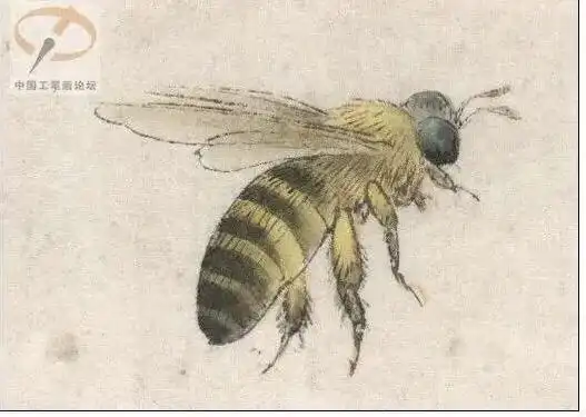 杨秀华国画网络课第十一节《蜜蜂的画法》 写美篇杨秀华 中国工笔画