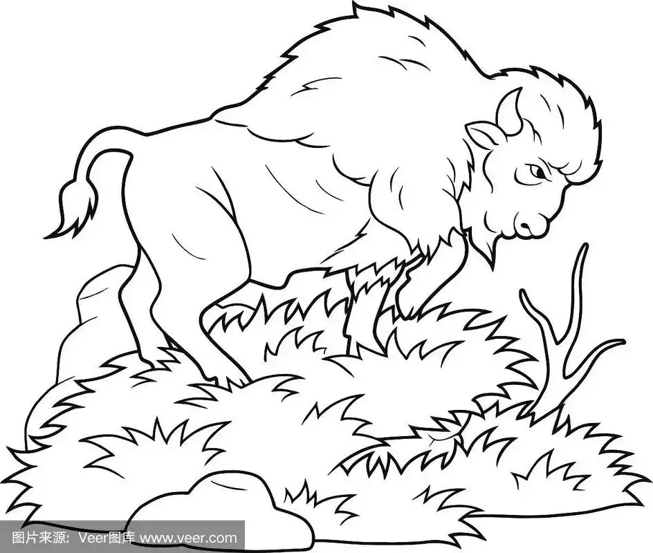 美洲野牛,彩色书,轮廓,自然,动物园