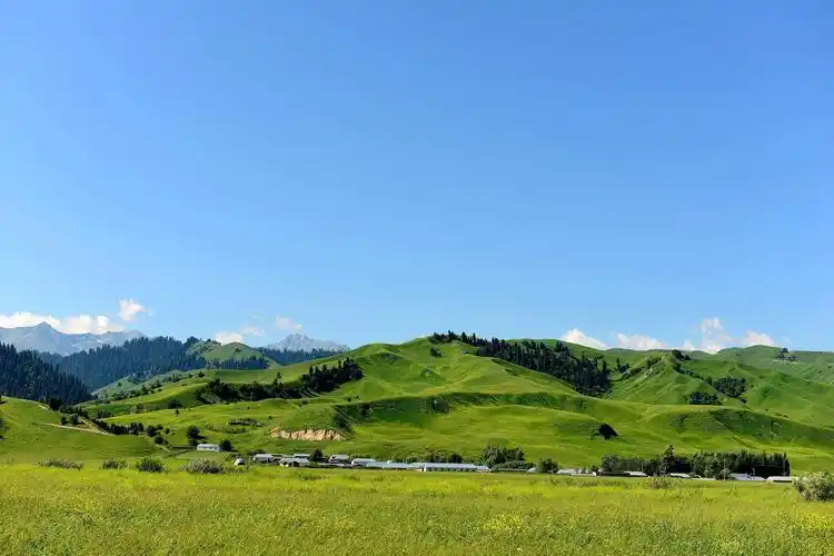那拉提草原:亚高山草甸与壮美畜牧的交织画卷 那拉提草原位于巩乃斯河
