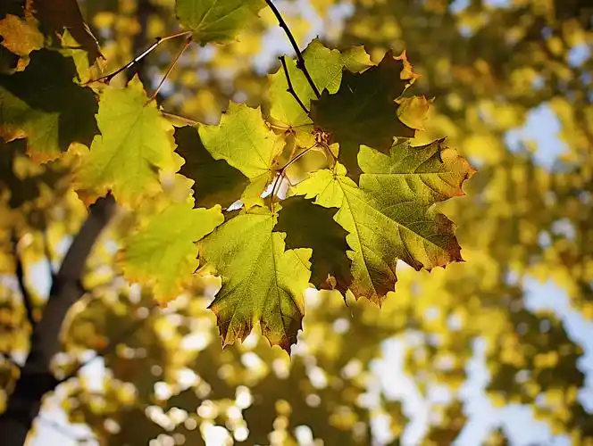 叶照下来法国梧桐叶特写秋天深秋的梧桐树梧桐叶法国梧桐浪漫壁纸风景