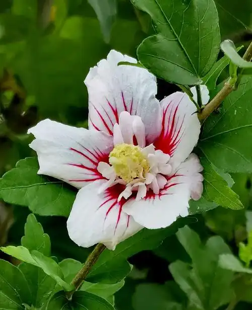分享几朵白色的木槿花,提振快乐的好心情!
