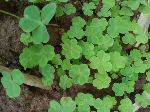 别称:大酸味草,南天七,夜合梅,大叶酢浆草,三夹莲 二名法:oxalis