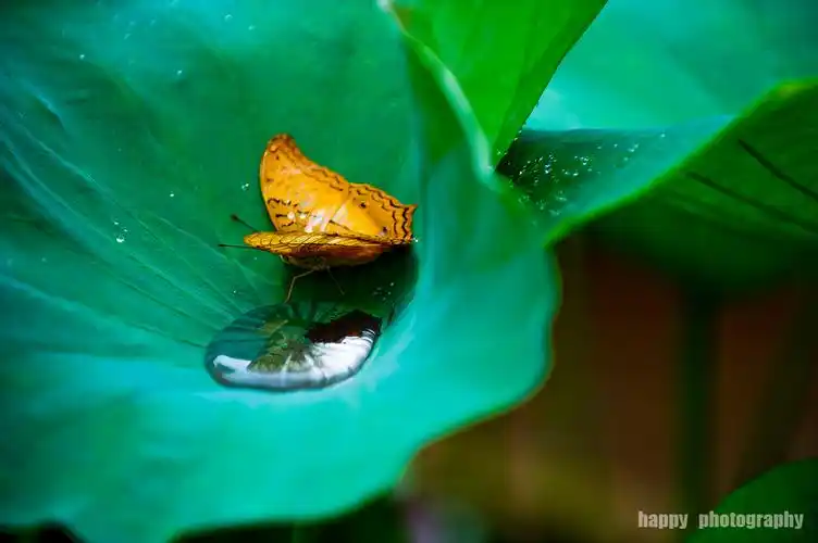 彩蝶翩翩醉荷花
