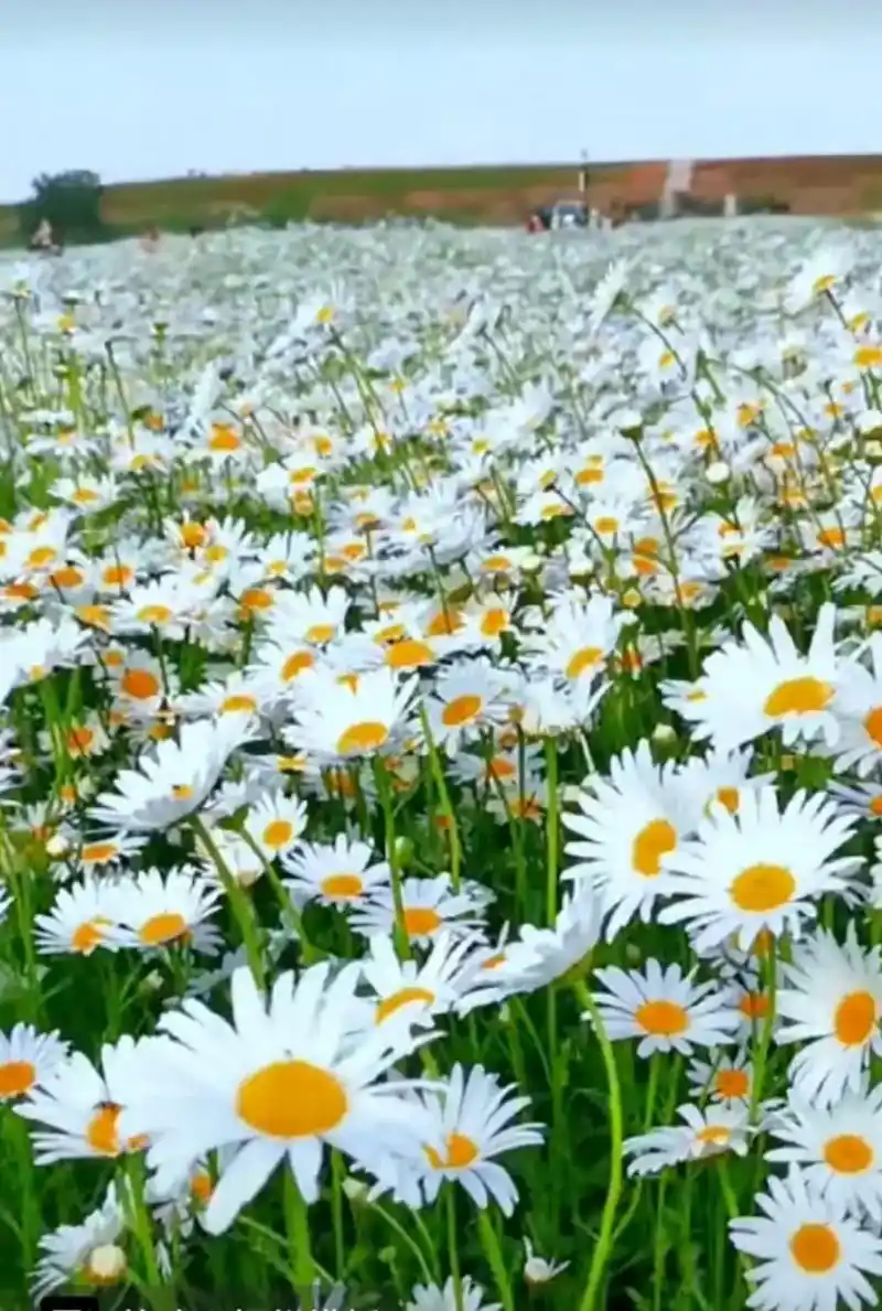 美丽清晨,微风,晨光,鲜花,蓝天白云,又是新的一天#初夏的味 - 抖音
