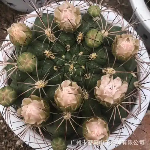 【基地直供】新天地开花仙人球多肉植物盆栽居家花卉绿植耐运输