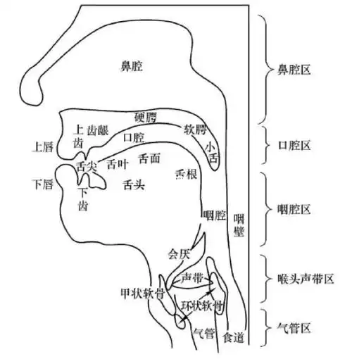 腔体共鸣是唱歌的基本功之一,也是姐妹们改变自身音色的重要方法!