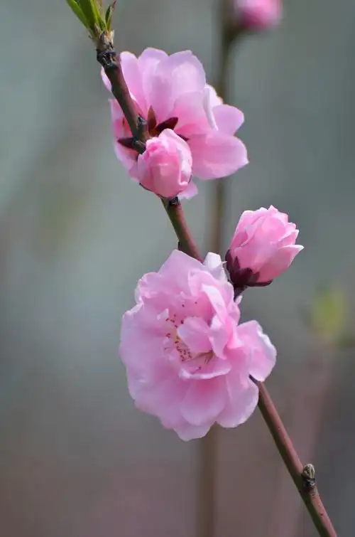 【桃花摄影图片】生态摄影_太平洋电脑网摄影部落