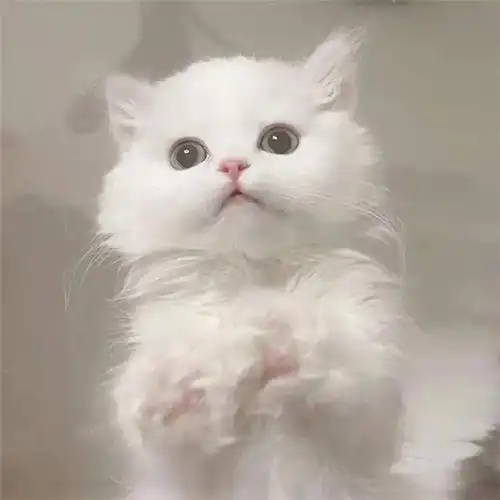 干净唯美可爱萌猫咪治愈系头像图片