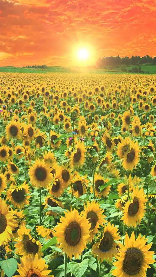 最美的风景#想开点看淡点,也就不痛不痒了,对自己好一点.